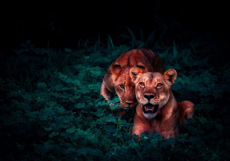 Jungle Safari Adventure