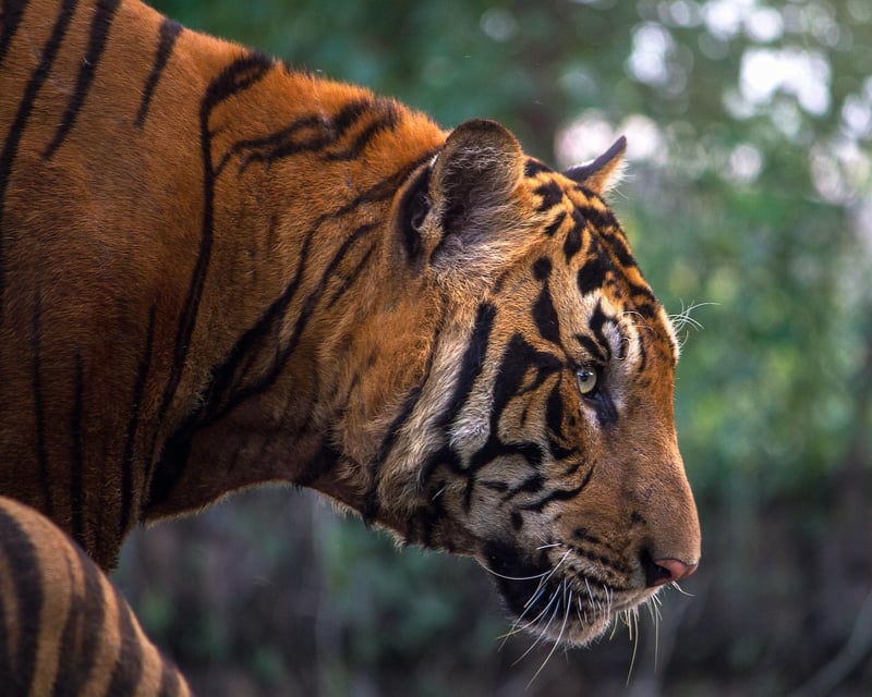 Bengal Tiger